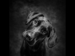 Christine Johnson - The Curious Puppy - Very Highly Commended.jpg